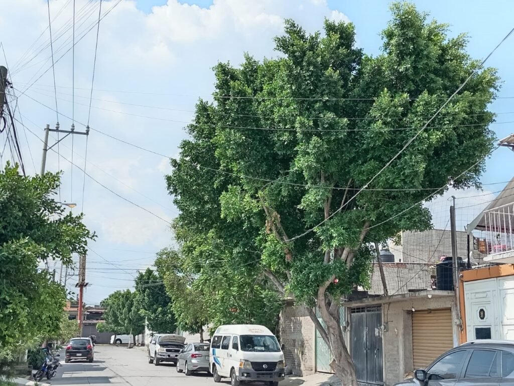 Vecinos denuncian cobros por poda de árboles en Chimalhuacán