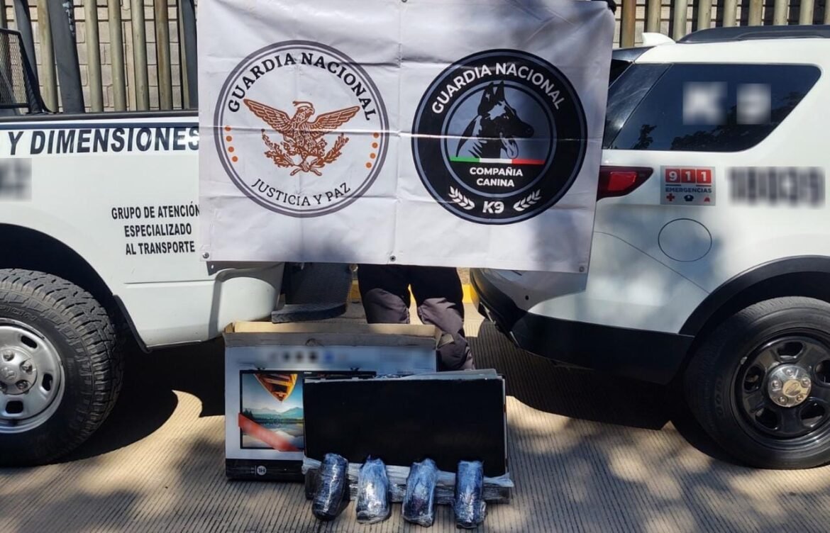 Binomio canino asegura metanfetaminas en... pantalla Smart TV