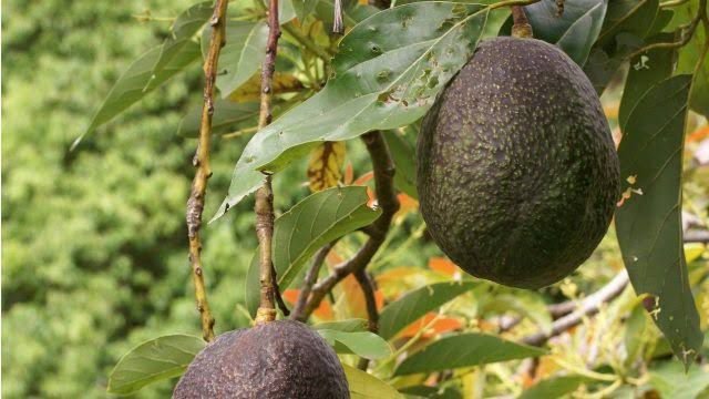 Llaman productores de aguacate a evitar daños al ambiente
