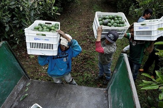 Dialogan EU y México para reanudar en Michoacán producción de aguacate