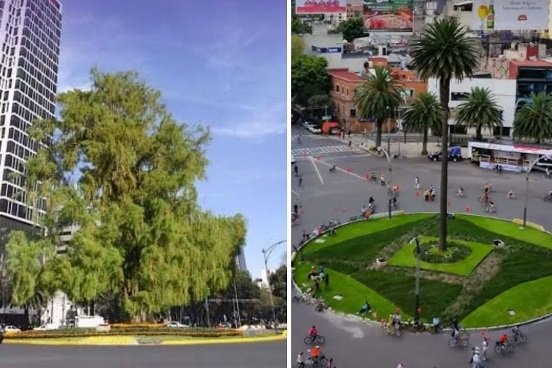 Plantarán un Ahuehuete en la exglorieta de “La Palma”