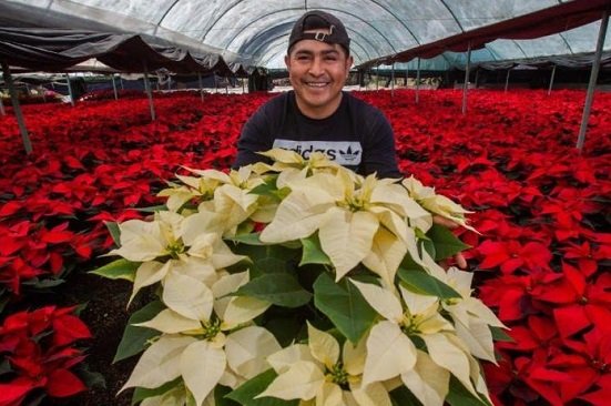 Se estima derrama de 500 mdp por venta de nochebuena en la CDMX