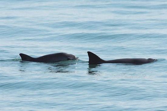 UE exige sanciones comerciales contra México por vaquita marina