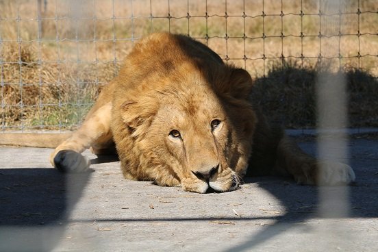 Profepa clausura refugio Black Jaguar en el Ajusco