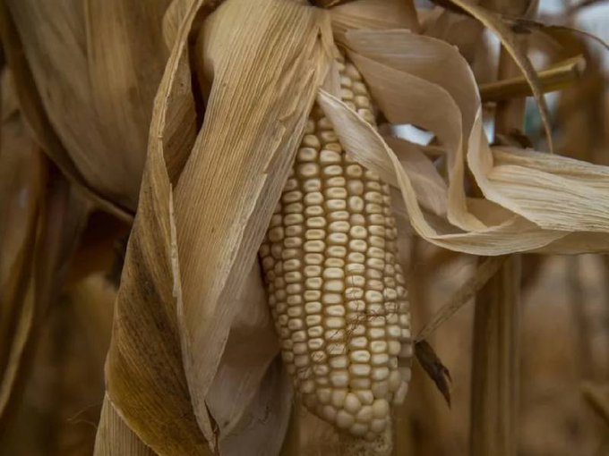 Impactará a la competitividad de México los aranceles a la exportación de maíz blanco