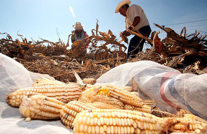 Los precios de los granos seguirán a la alza y podría impactar en la inflación