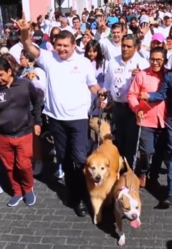 Urge unificar reformas que garantizan bienestar animal: Alejandro Armenta