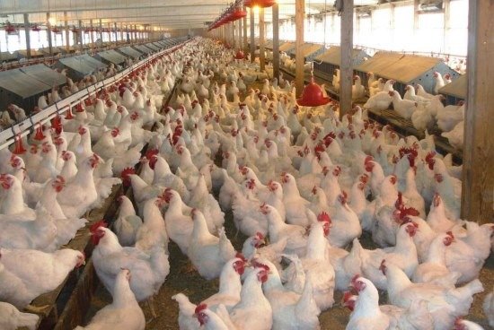 Francia declara alerta máxima por gripe aviar; temen devastación en granjas
