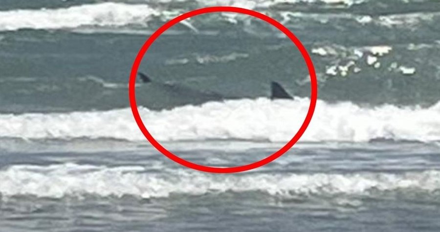 Tiburón ataca a bañistas en playa de Texas; reportan cuatro víctimas