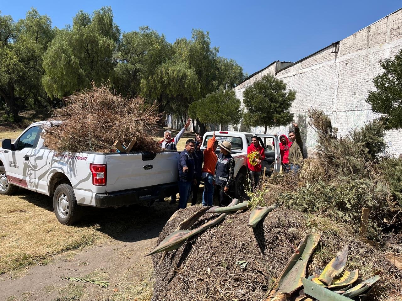 Promueven en Chimalhuacán recolección a domicilio y reciclaje de árboles navideños para reducir impacto ambiental