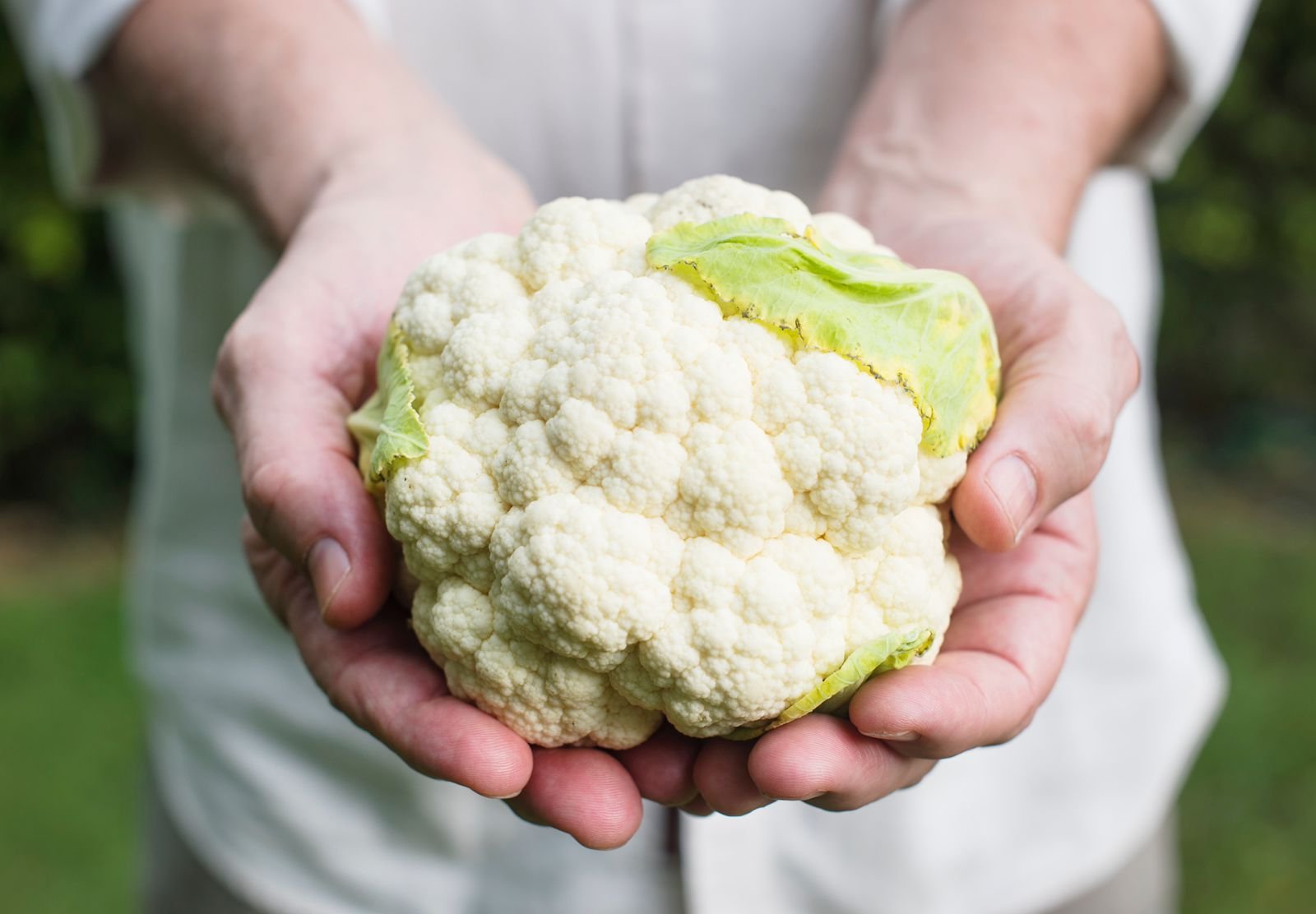 Lidera Guanajuato producción nacional de coliflor