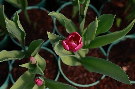 Floricultores se preparan para San Valentín con 435 mil tulipanes