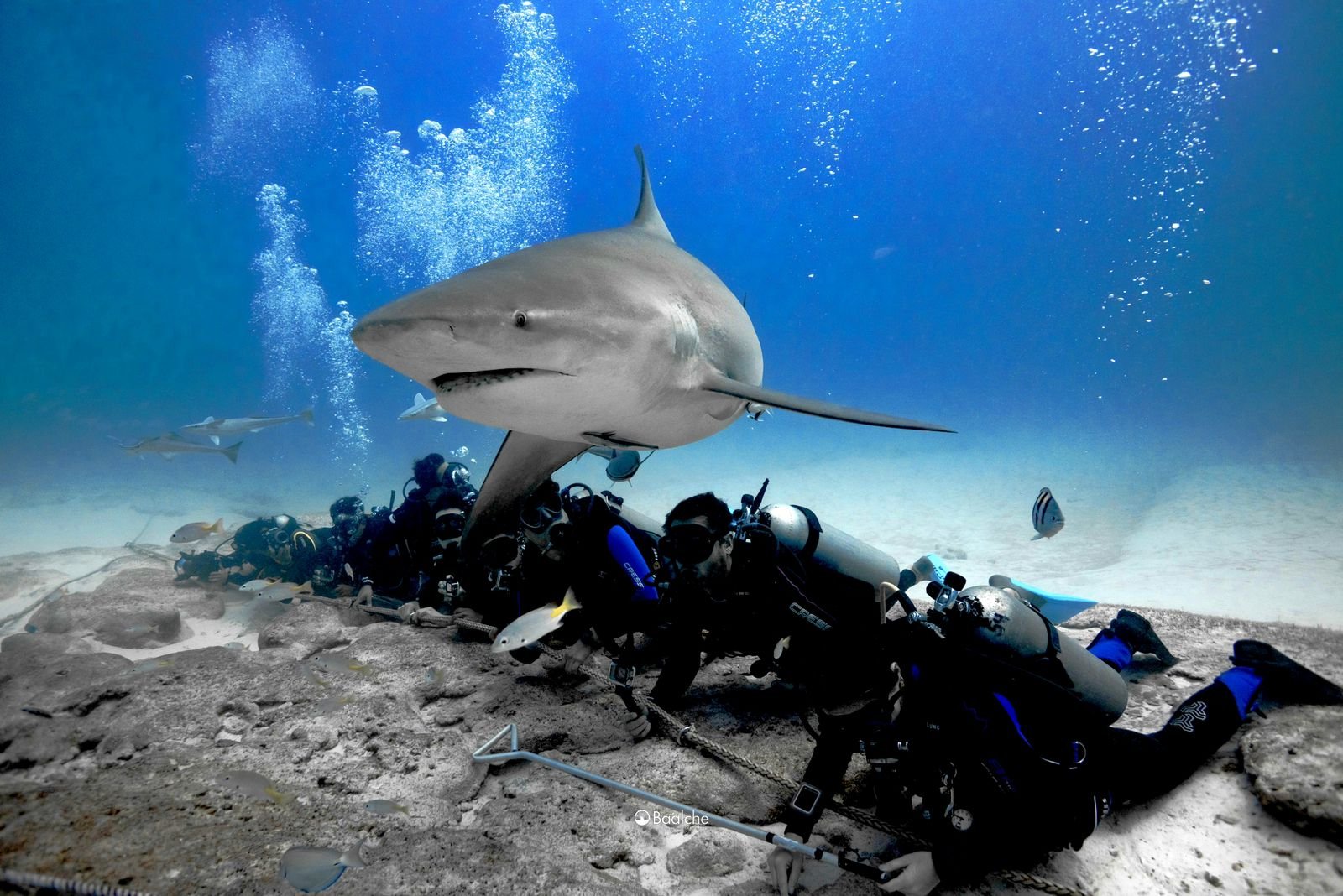 Fundamental proteger fauna marina, especialmente tiburones - Hora 14 - Opinión