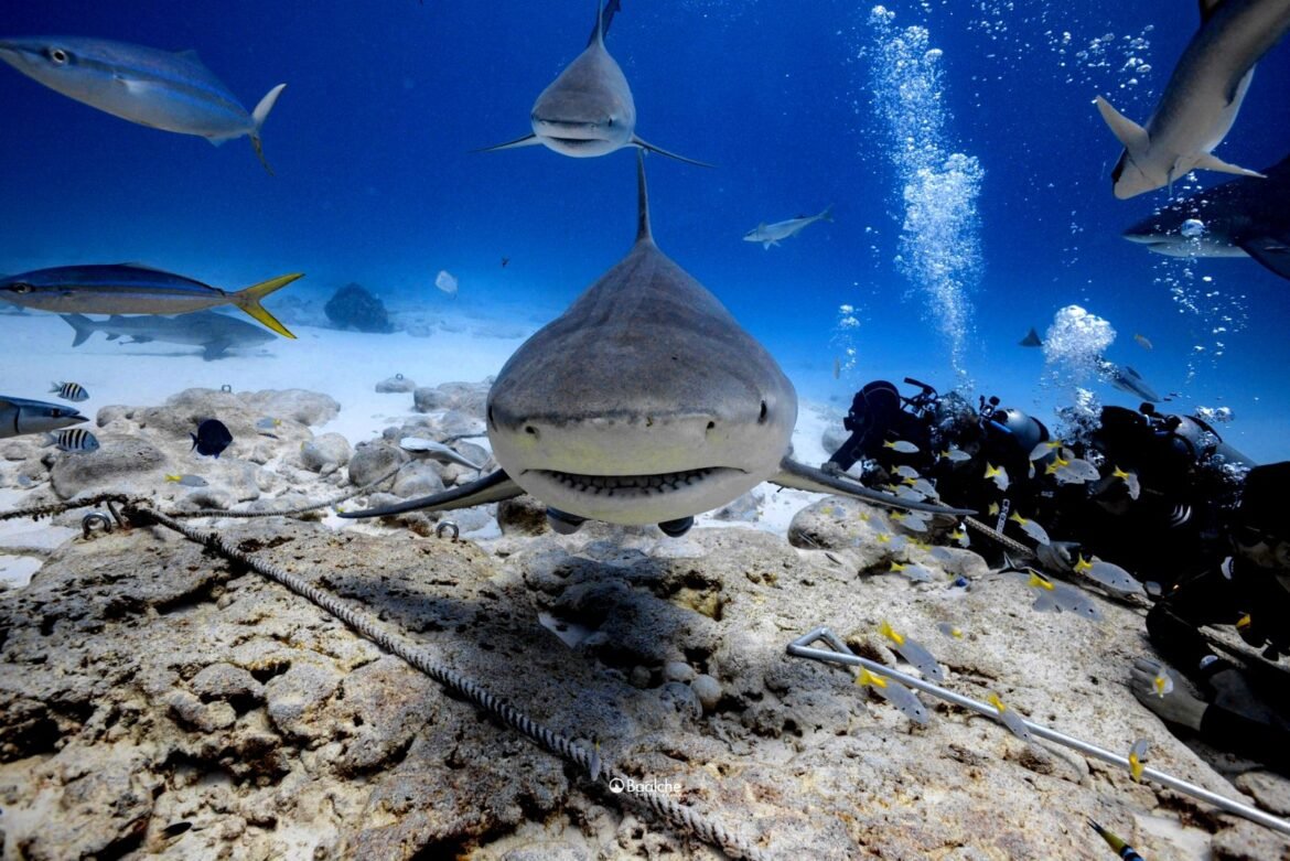 Fundamental proteger fauna marina, especialmente tiburones - Hora 14 - Opinión