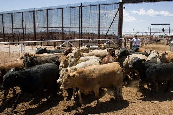 EU cierra frontera a ganado mexicano por brote de gusano barrenador