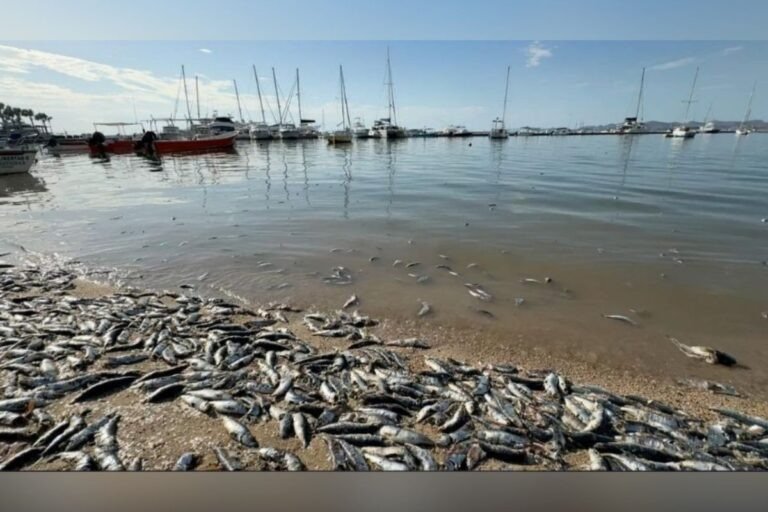 Descubren miles de peces muertos en BCS