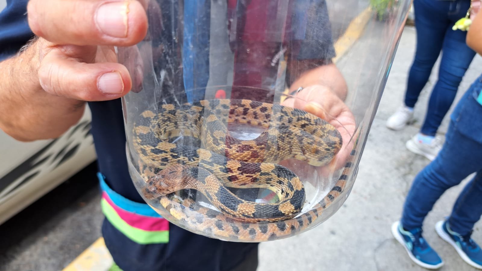 Aparece serpiente en guardería de Ecatepec y la rescatan bomberos