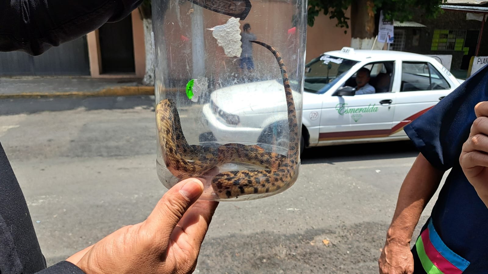 Aparece serpiente en guardería de Ecatepec y la rescatan bomberos