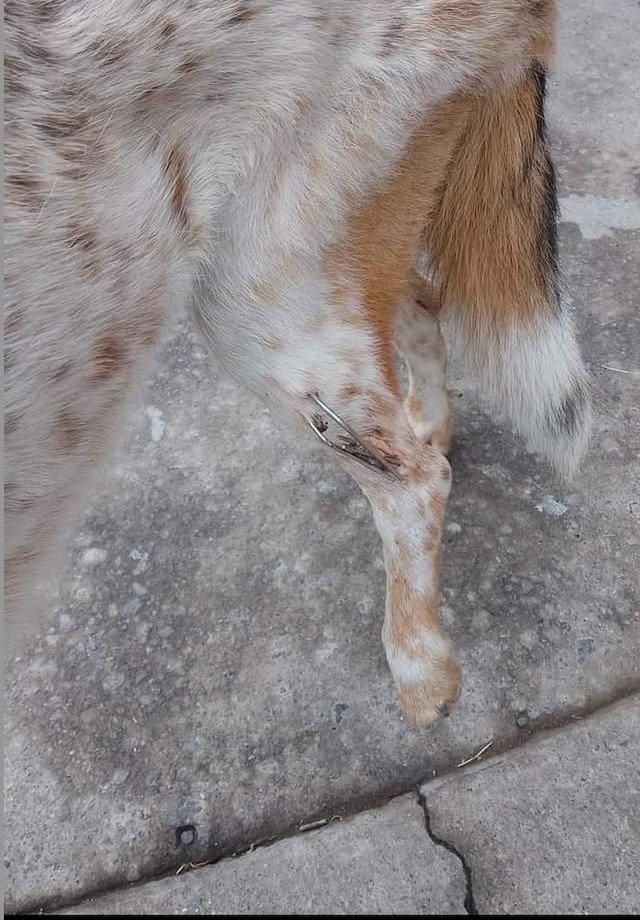 Exigen justicia por maltrato animal en Ixtapaluca; revelan video de decapitación de perros por personal de la UPA