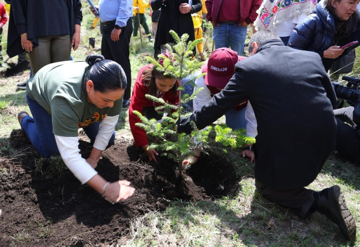 Alista Estado de México reforestación con más de 450 mil árboles en 24 municipios