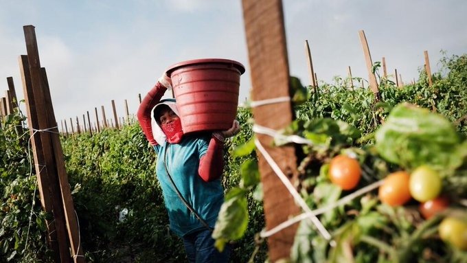 EU impondrá aranceles del 17 por ciento a jitomate mexicano