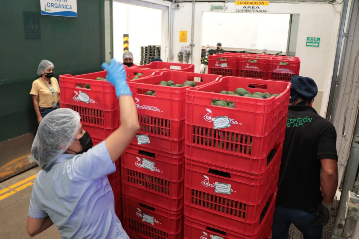 Exportará México aguacate Hass a Brasil