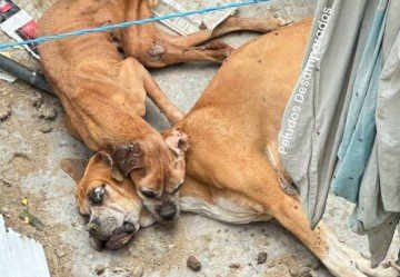 Vecinos de Héroes Chalco exigen rescate urgente de perritos en abandono
