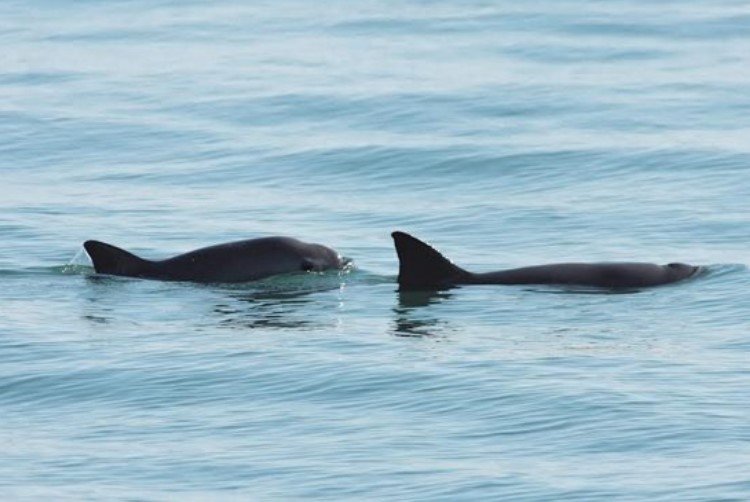 Sigue México en lista negra de UNESCO por desproteger a vaquita marina