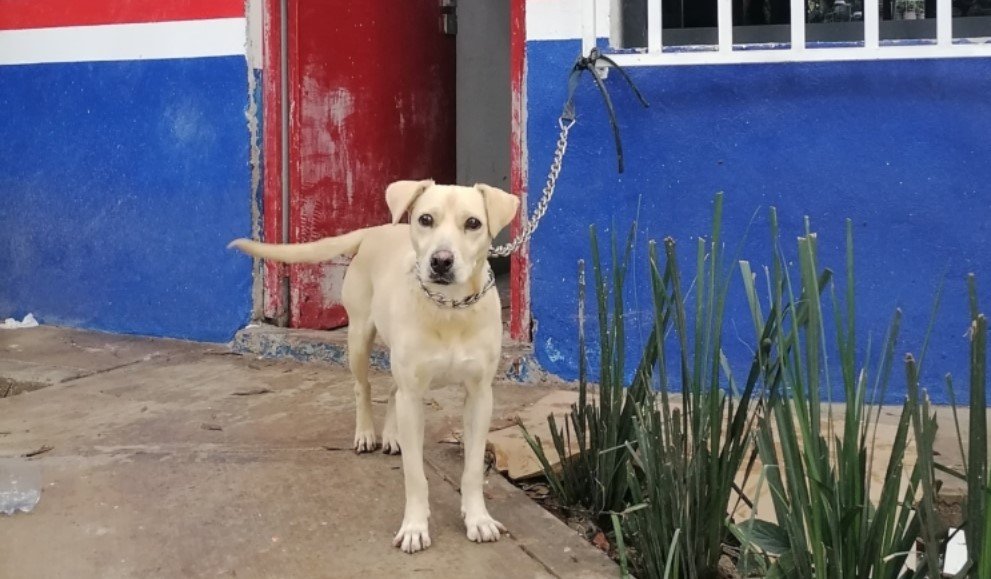Llama Ale Rojo de la Vega a la tenencia responsable tras nuevo caso de abandono en Parque México