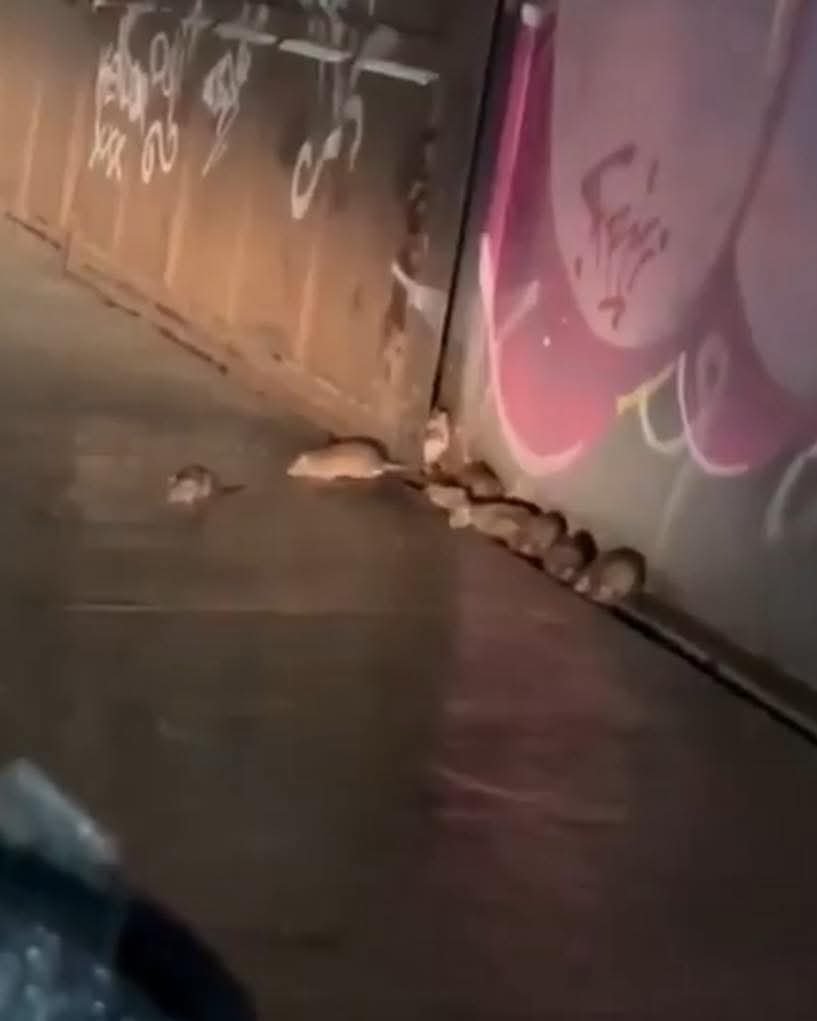 Denuncian plaga de ratas en bodega asegurada por la Fiscalía en Ecatepec