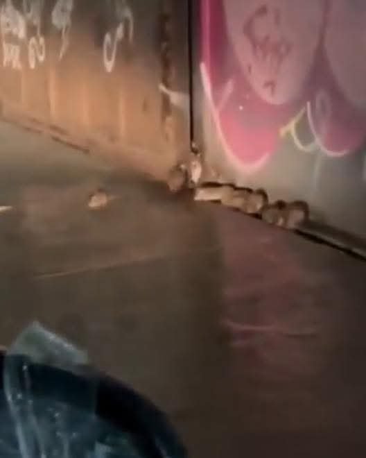 Arriban autoridades a bodega infestada de ratas en Ecatepec; limpieza podría tardar hasta dos meses