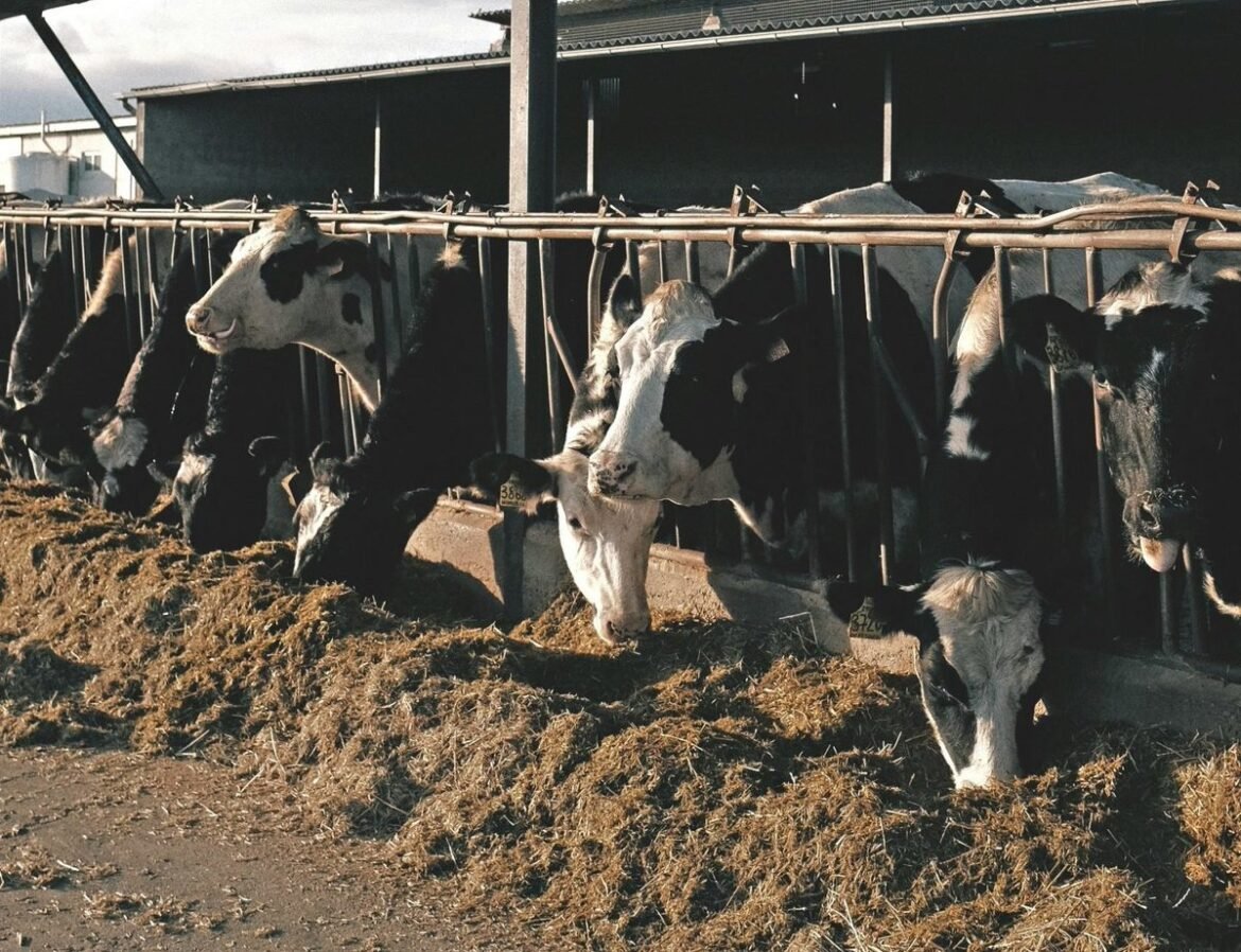 Acuerdan México y EU acciones contra el gusano barrenador para la exportación de ganado