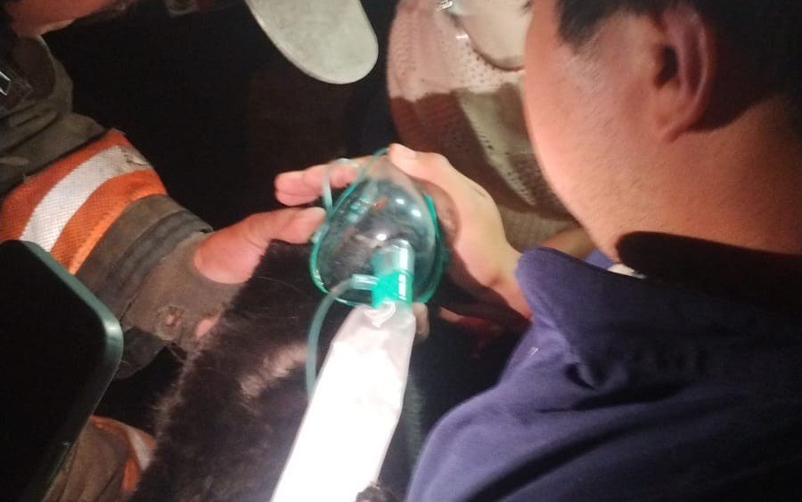 Incendio en Ecatepec cobra la vida de cinco felinos