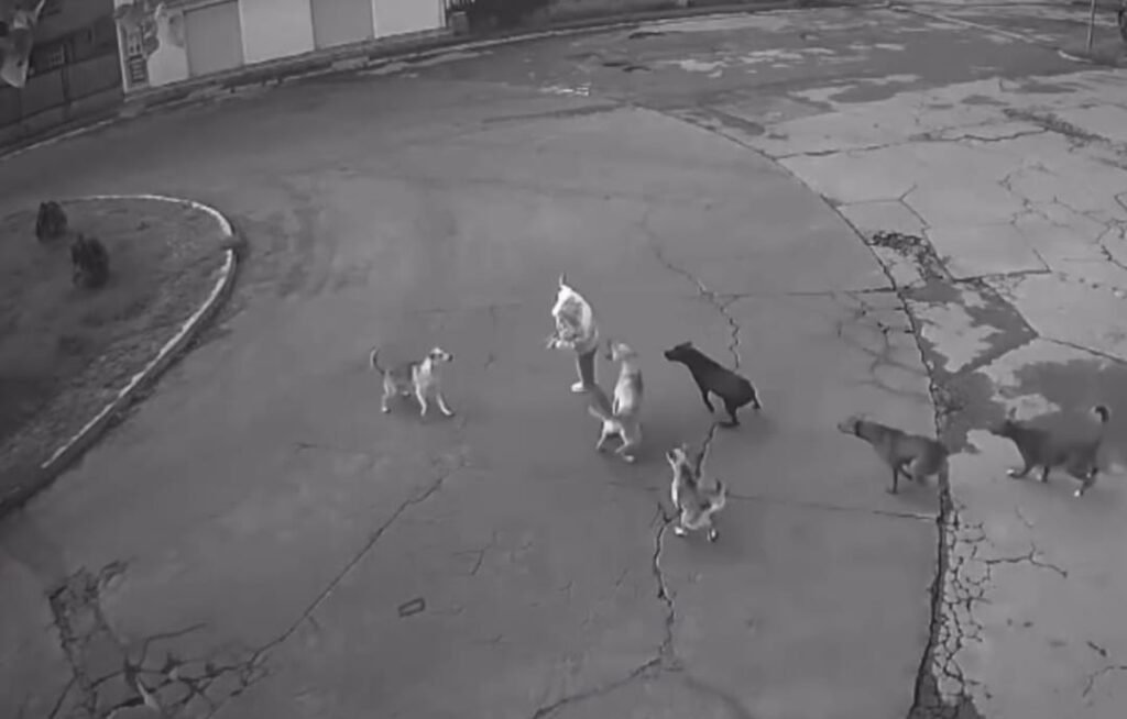 Ataca jauría de perros a mujer en Unidad Habitacional Palmas 1