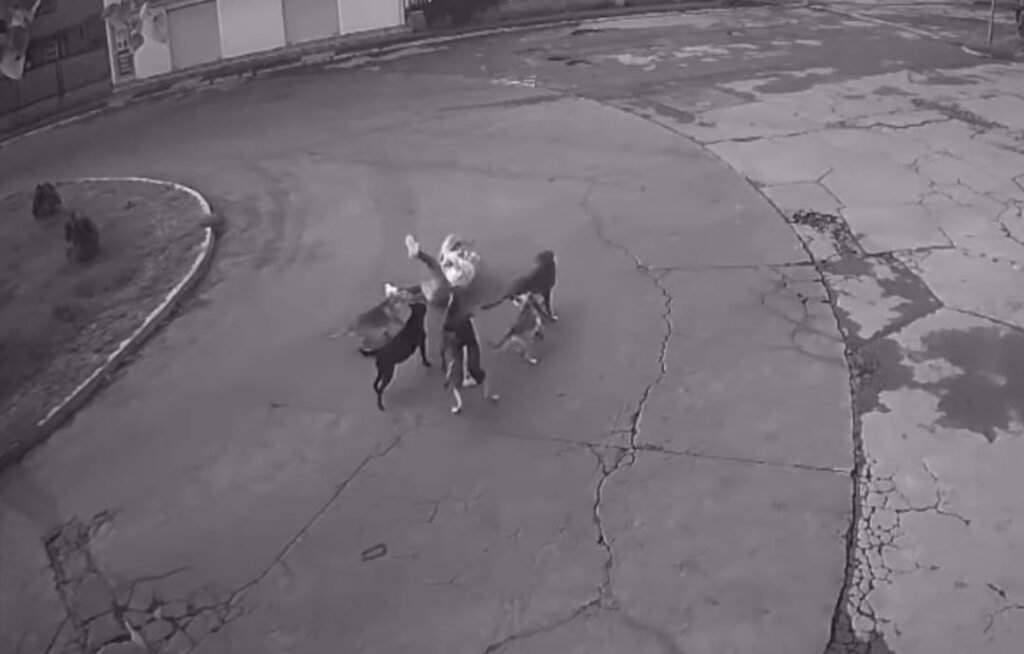 Ataca jauría de perros a mujer en Unidad Habitacional Palmas 1