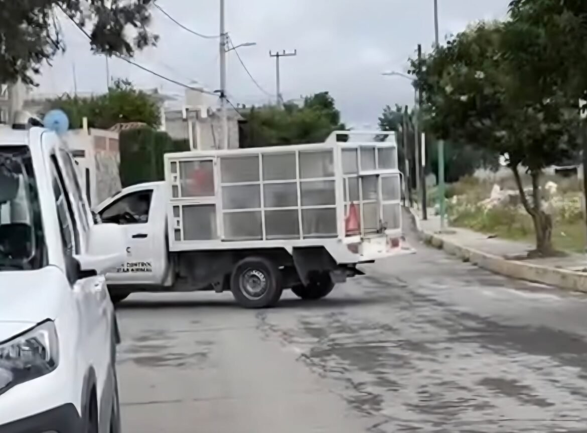 Polémica en Tecámac por operativo para retirar perros callejeros