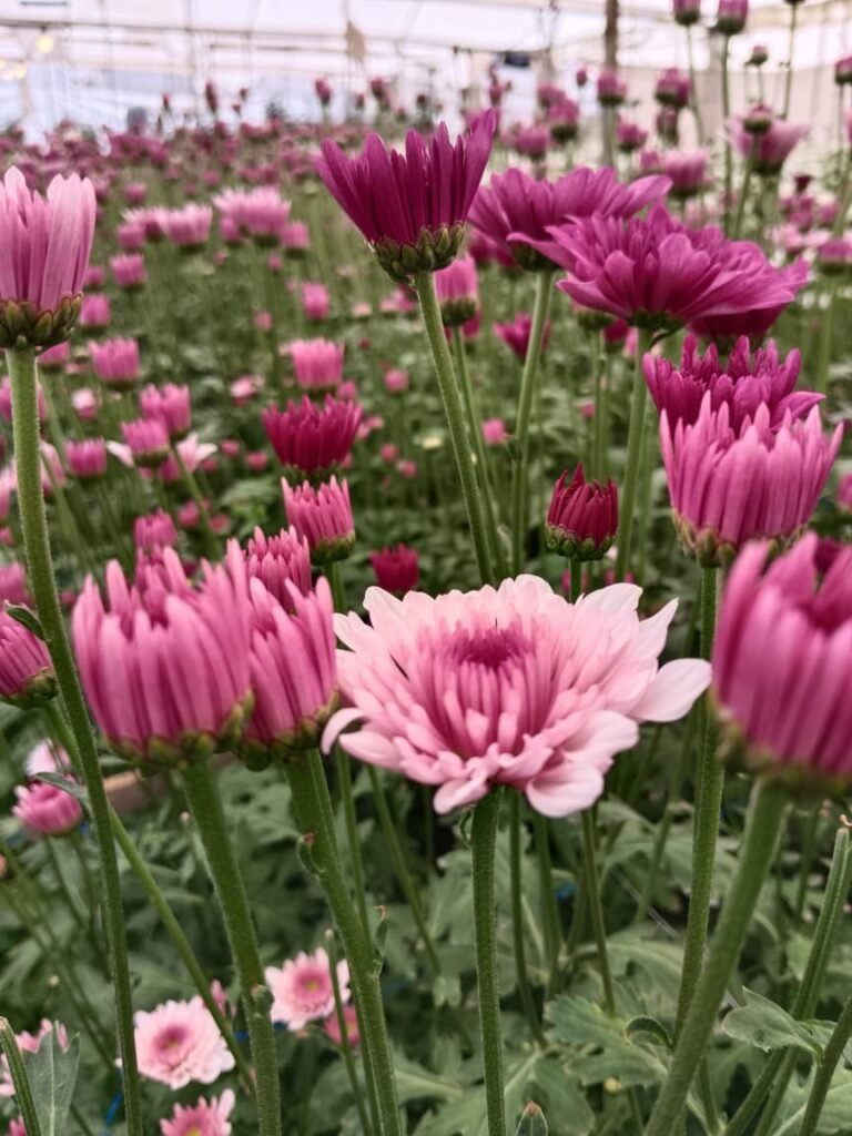 Productores de Tenancingo luchan por mantener viva la floricultura en el Día de Muertos