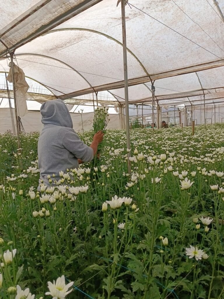 Productores de Tenancingo luchan por mantener viva la floricultura en el Día de Muertos