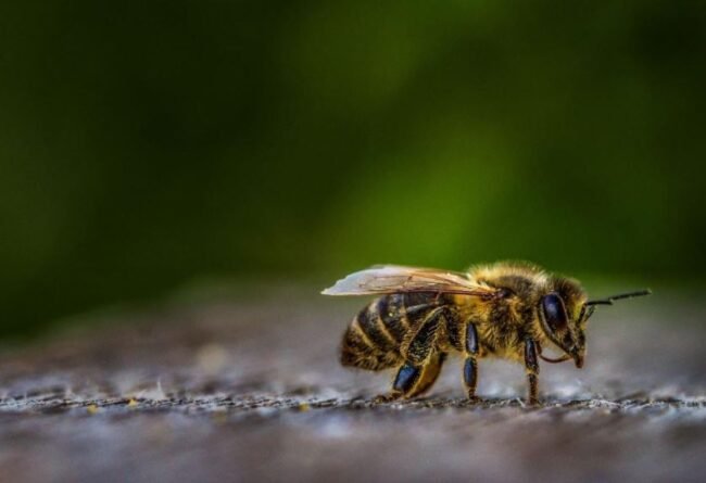 Ecatzingo celebra su Feria de la Miel en medio de la crisis por desaparición de abejas