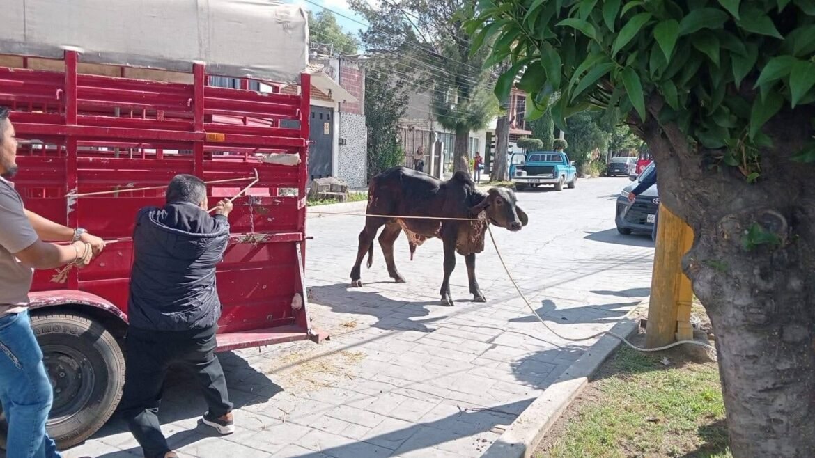 Escapan 50 cabezas de ganado en San Miguel Coatlinchán y movilizan a autoridades de Texcoco