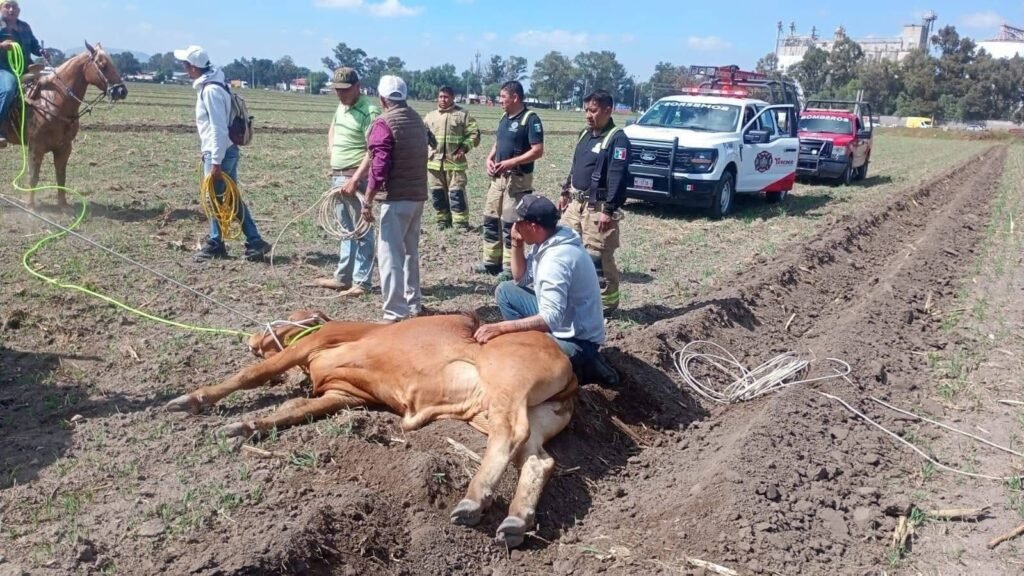 Escapan 50 cabezas de ganado en San Miguel Coatlinchán y movilizan a autoridades de Texcoco