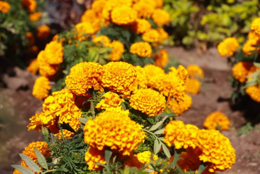 Chimalhuacán impulsa producción y venta directa de flor de cempasúchil con feria agropecuaria