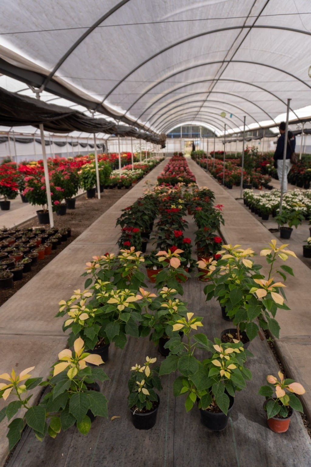 Chapingo lidera innovación en flor de nochebuena con nuevas variedades protegidas