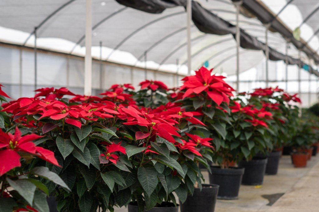 Chapingo lidera innovación en flor de nochebuena con nuevas variedades protegidas