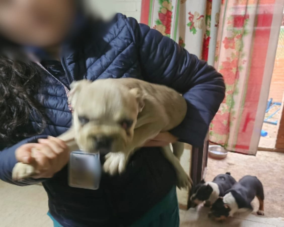 Rescata Fiscalía del Edoméx once caninos en presunto maltrato en Cuautitlán Izcalli