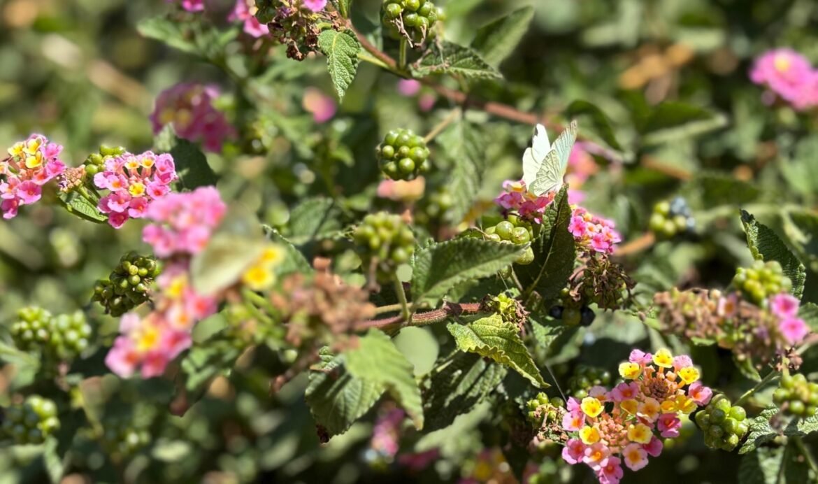 Ven a observar mariposas en Ecatepec estas vacaciones