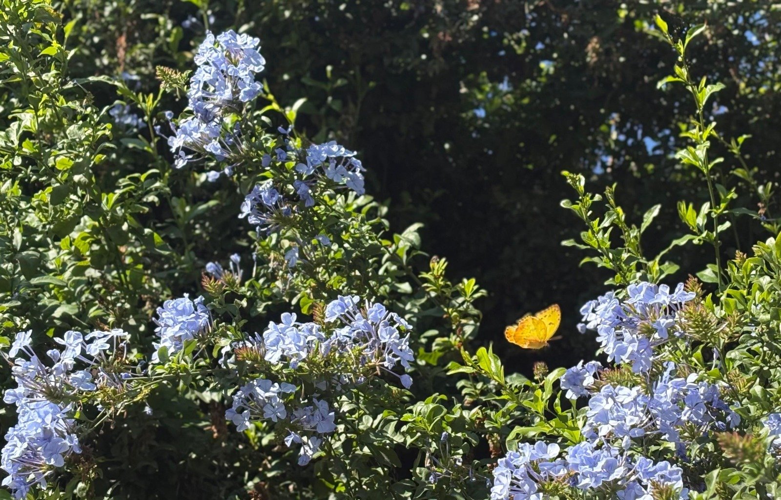 Ven a observar mariposas en Ecatepec estas vacaciones