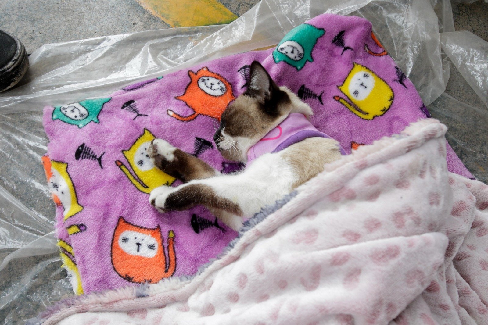 Chimalhuacán supera meta de esterilizaciones en 2025