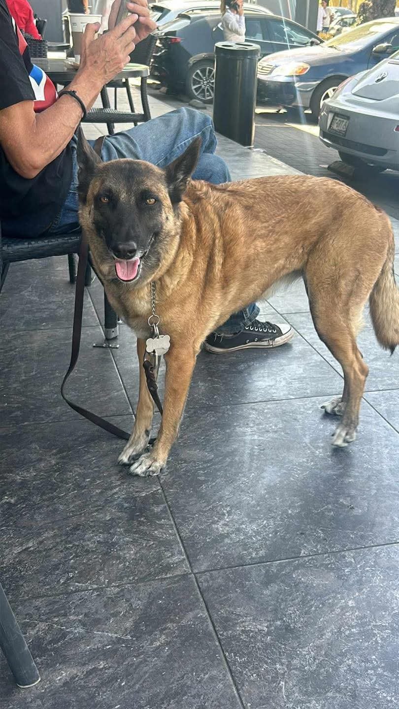 Buscan a hombre y su perrita desaparecidos en Naucalpan