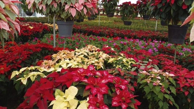 Celebra el Día Nacional de la Nochebuena con un taller en el Museo de Historia Natural